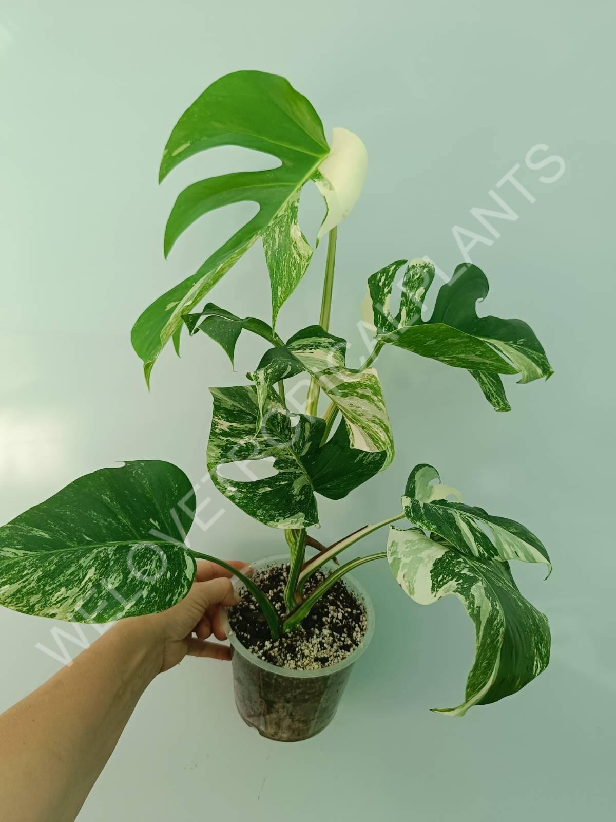 Monstera variegata albo