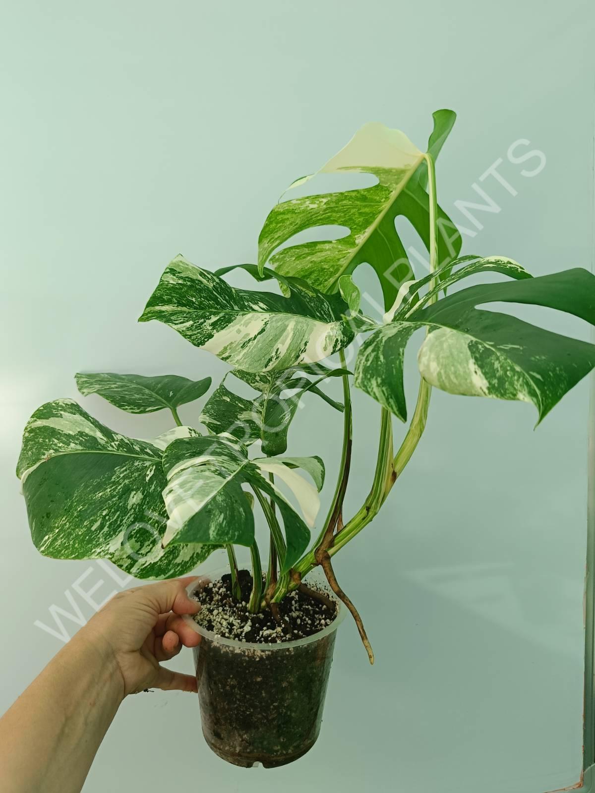 Monstera variegata albo