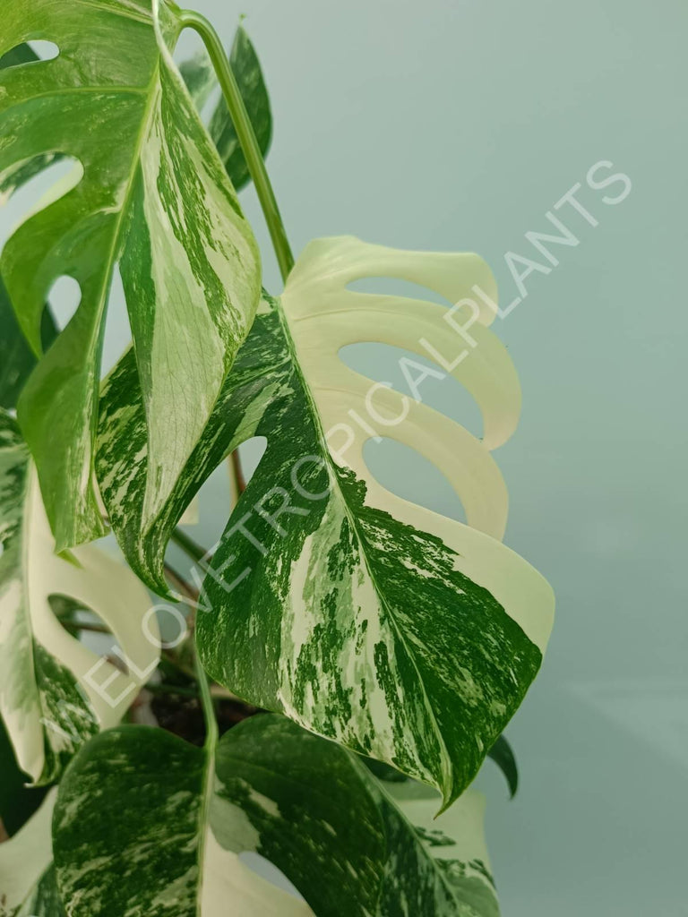 Monstera variegata albo