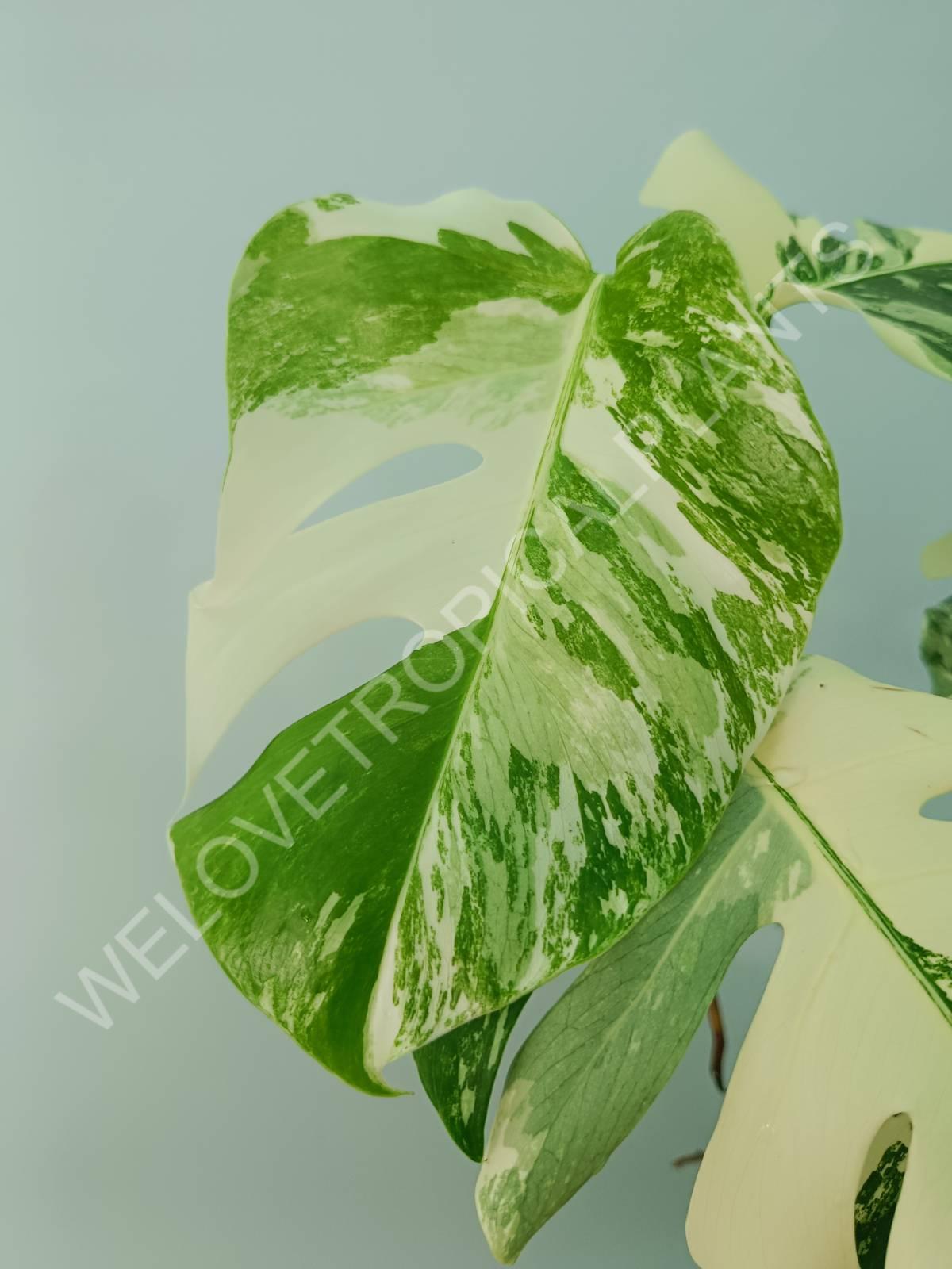 Monstera variegata albo