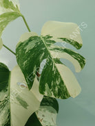 Monstera variegata albo