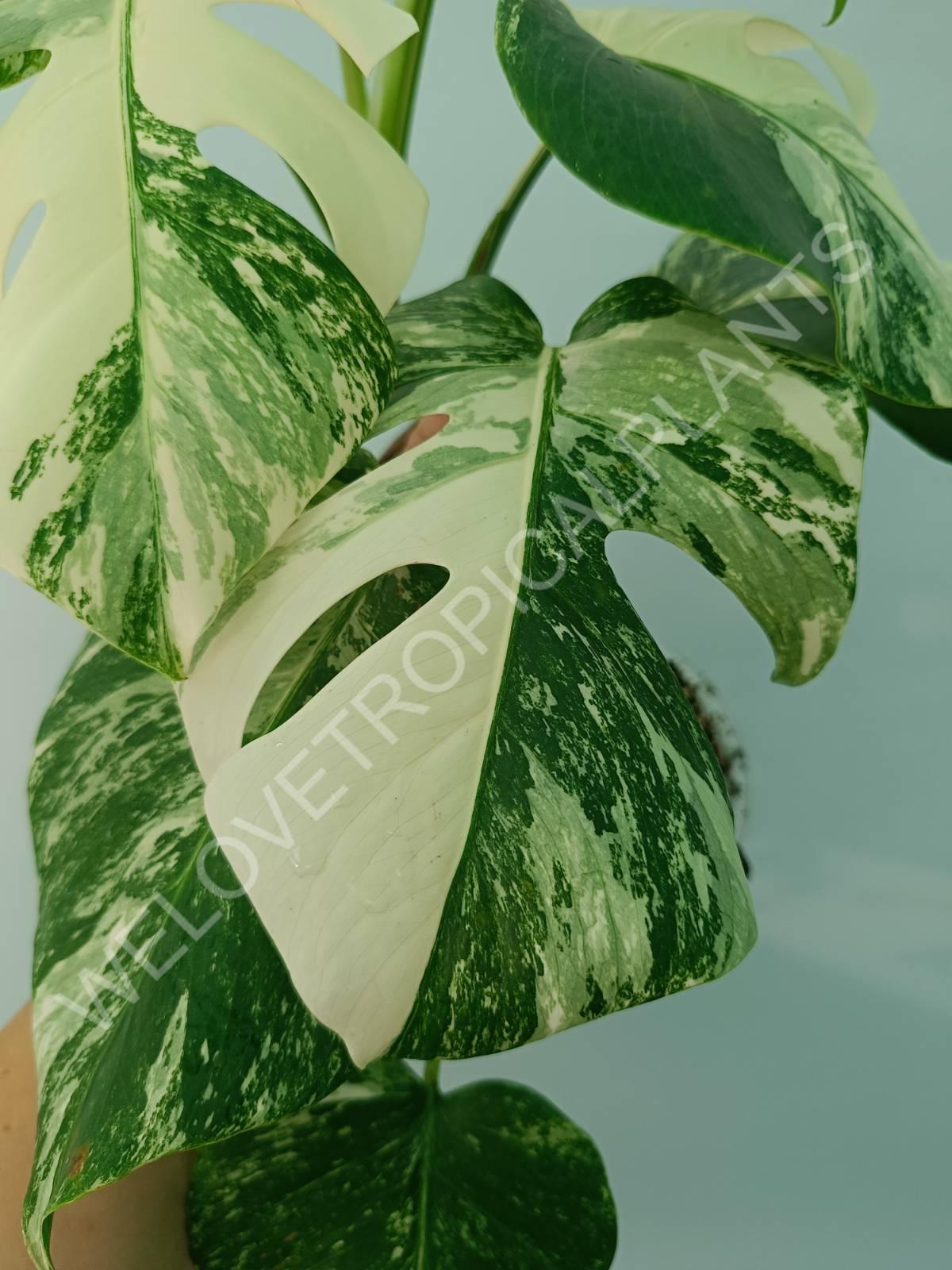 Monstera variegata albo