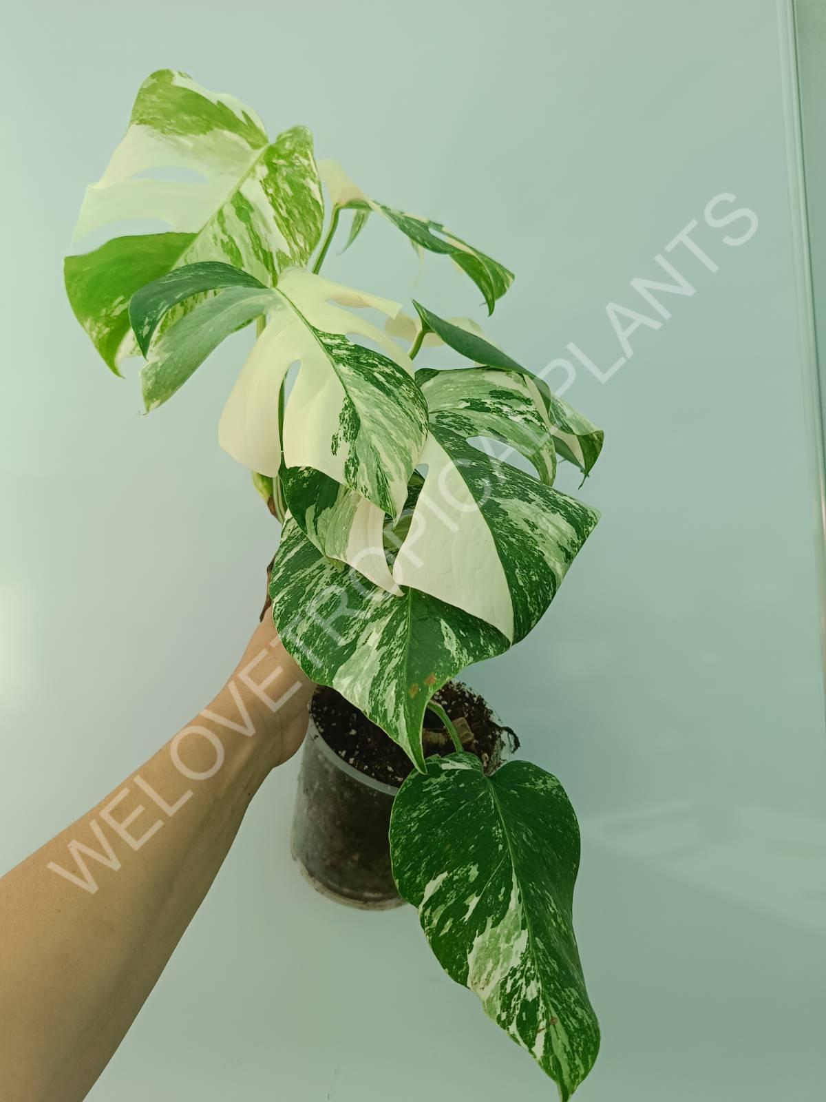 Monstera variegata albo