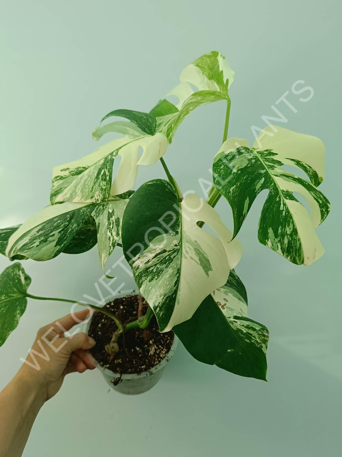 Monstera variegata albo