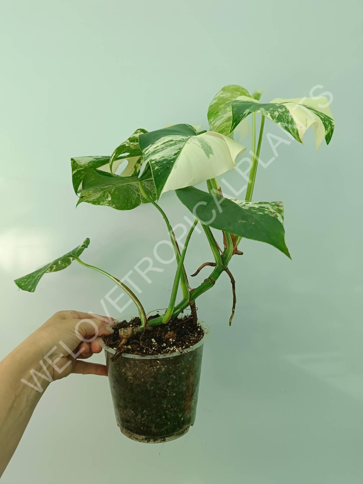 Monstera variegata albo