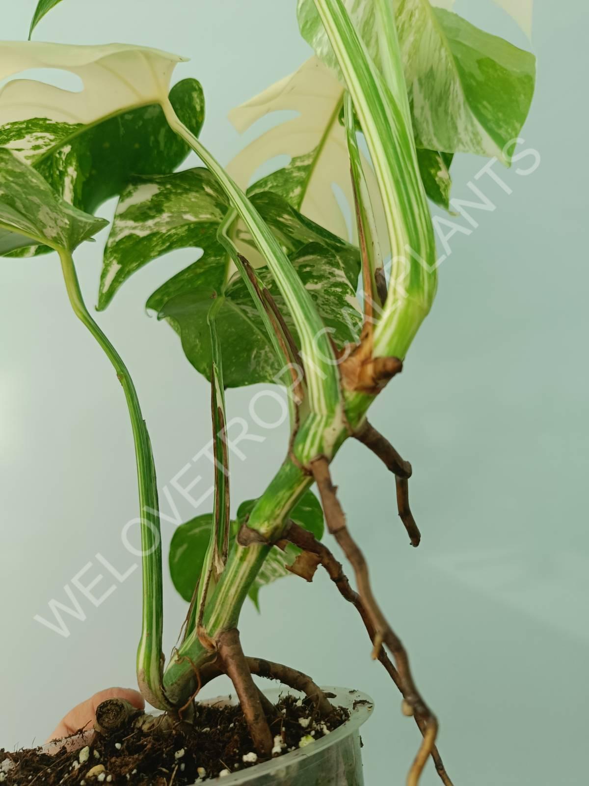 Monstera variegata albo