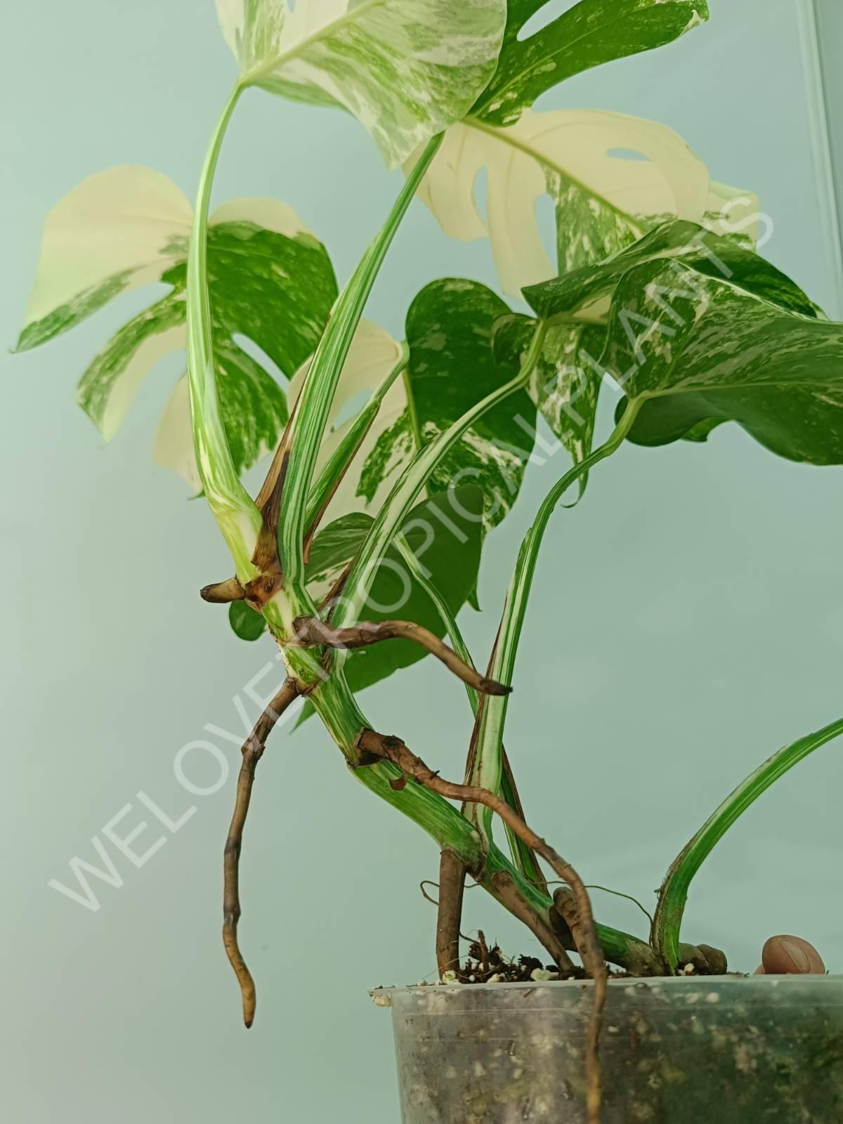 Monstera variegata albo