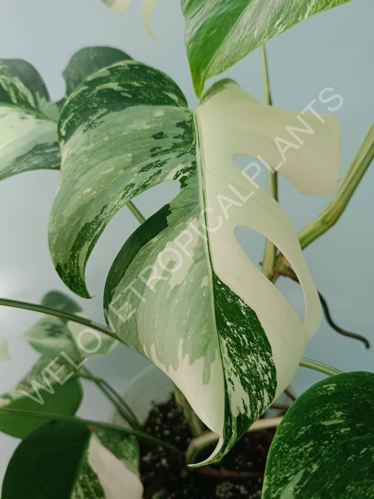 Monstera variegata albo