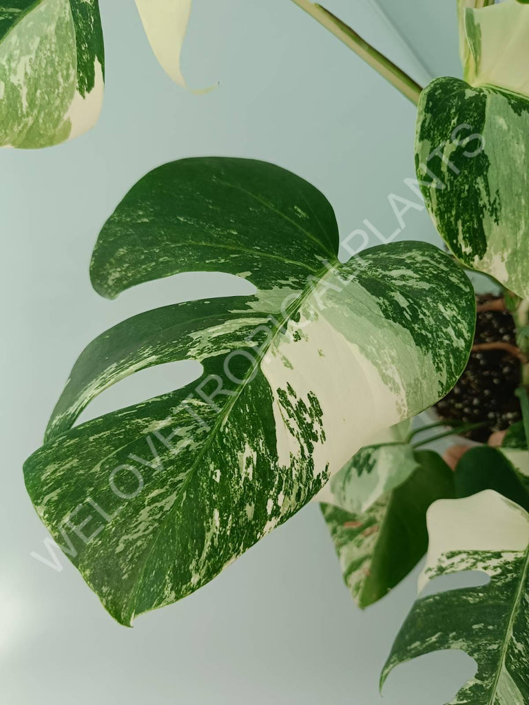 Monstera variegata albo