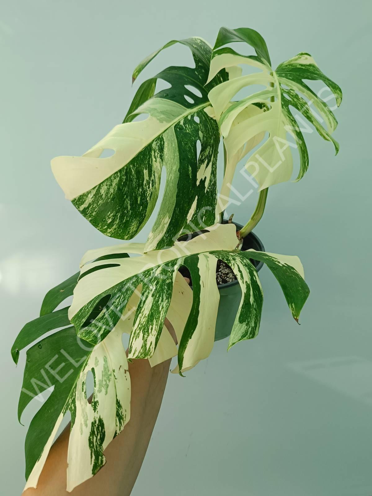 Monstera variegata albo