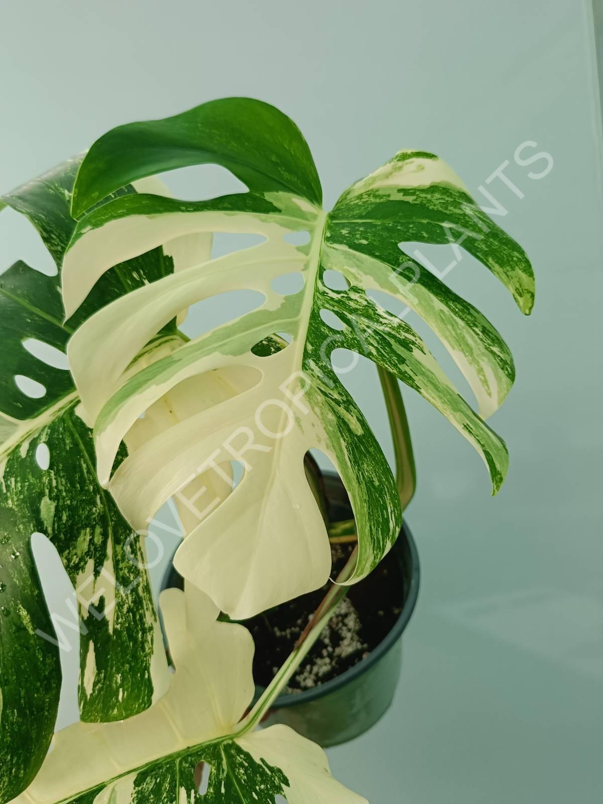 Monstera variegata albo