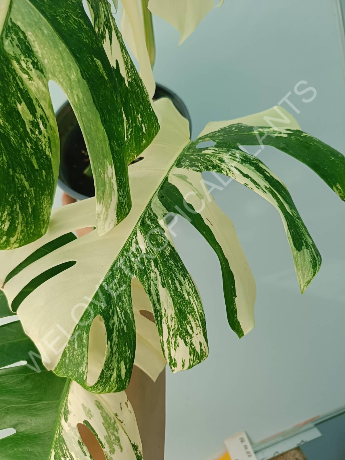 Monstera variegata albo