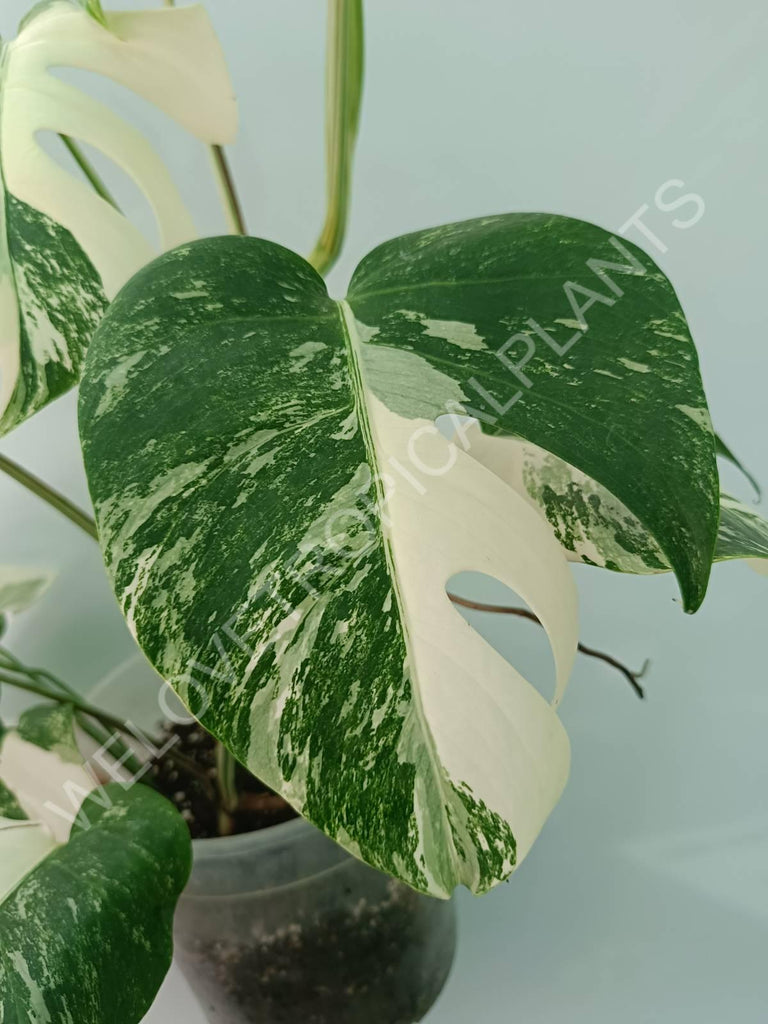 Monstera variegata albo