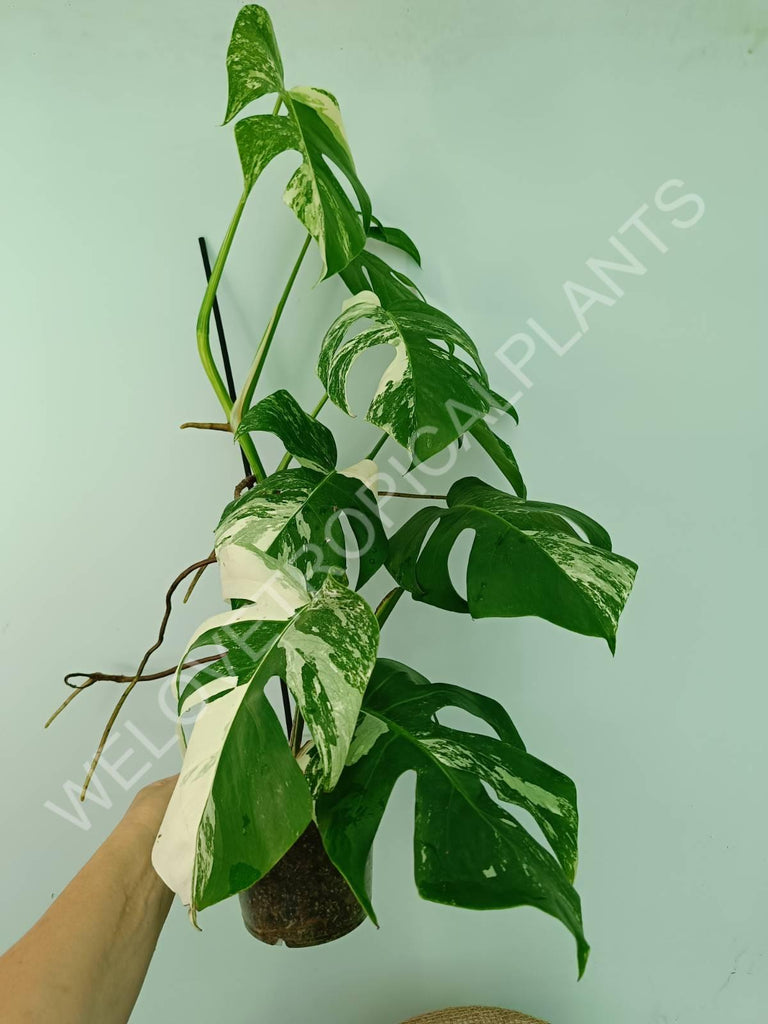 Monstera variegata albo