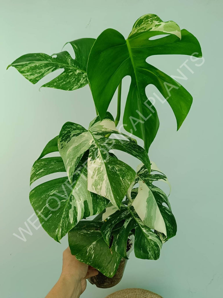 Monstera variegata albo