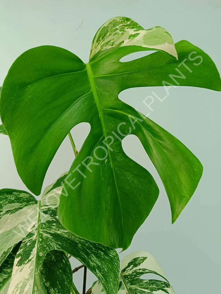 Monstera variegata albo