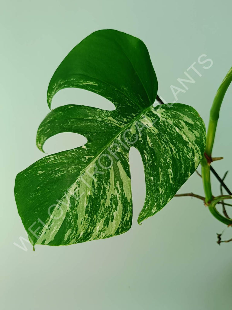 Monstera variegata albo