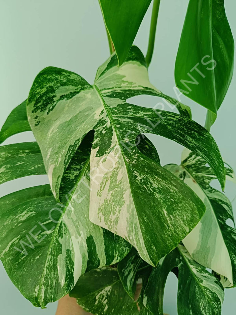 Monstera variegata albo