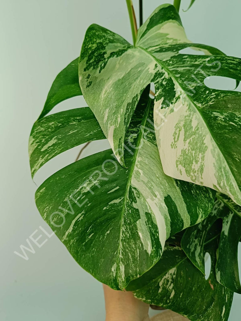 Monstera variegata albo