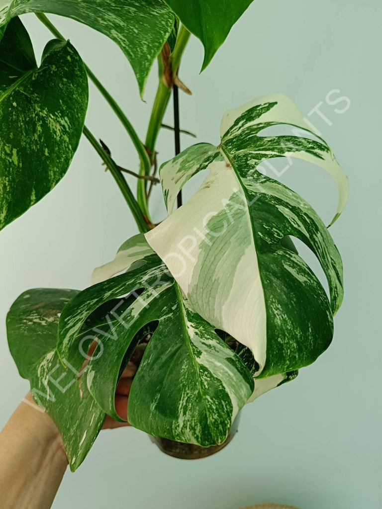 Monstera variegata albo