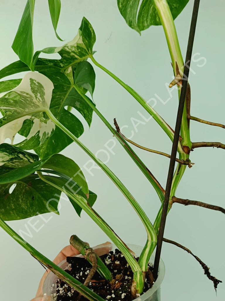 Monstera variegata albo