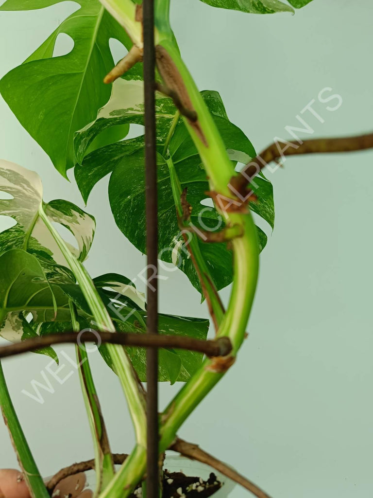 Monstera variegata albo