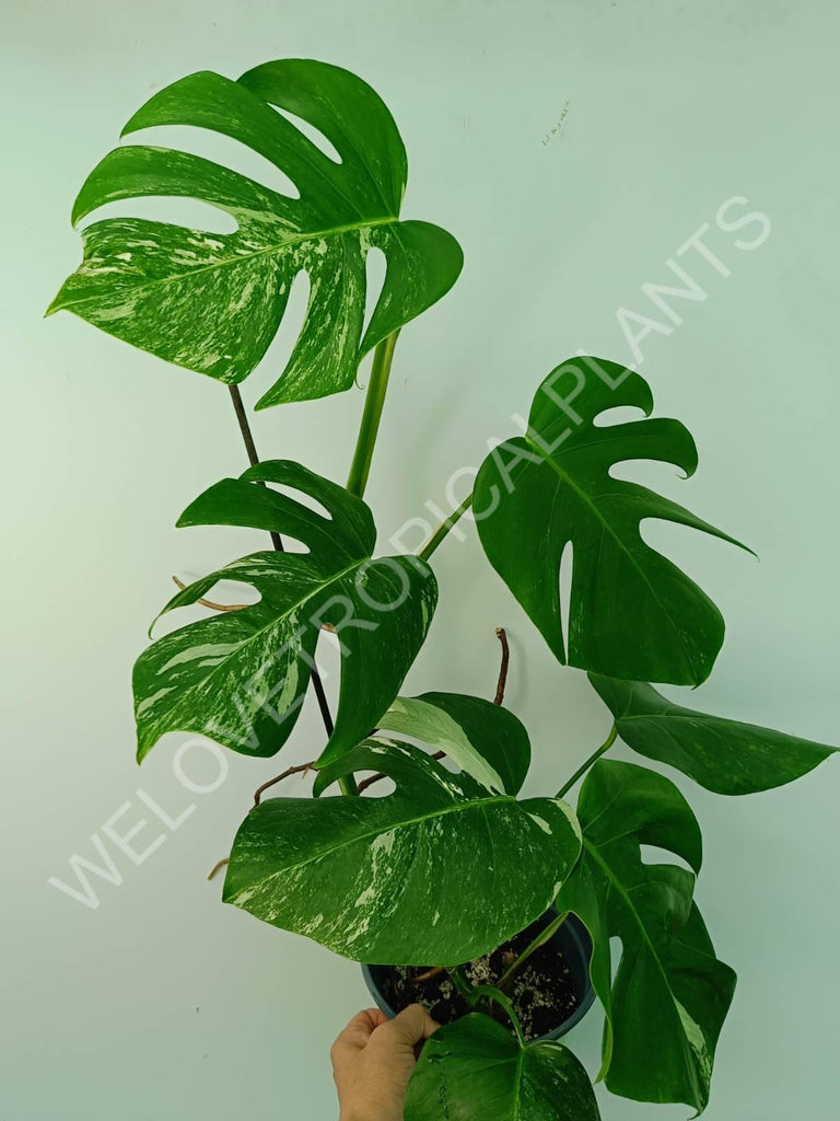 Monstera variegata albo