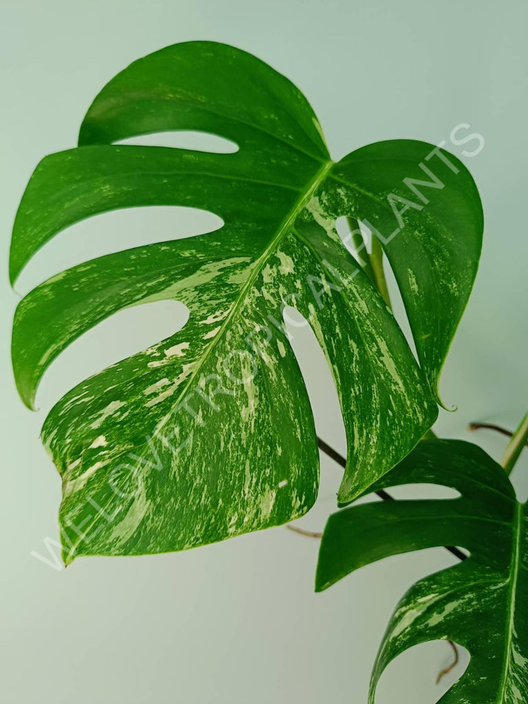 Monstera variegata albo