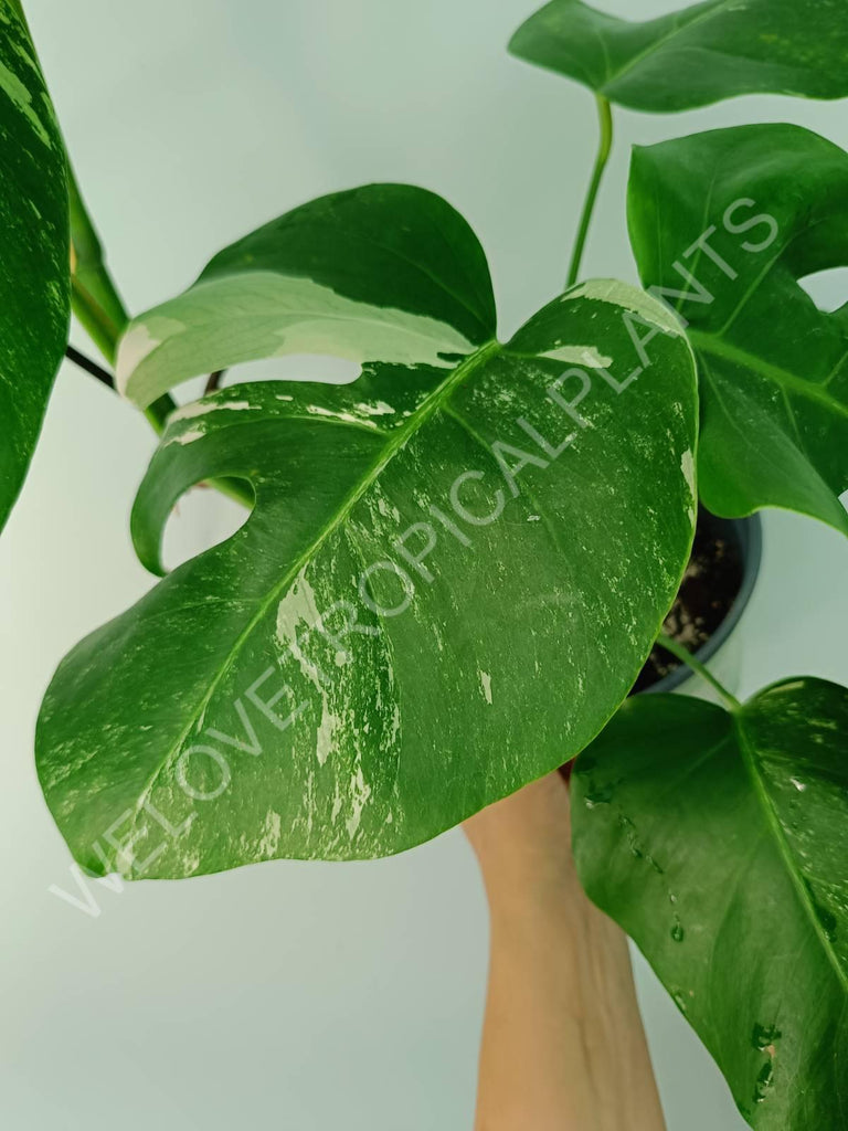 Monstera variegata albo