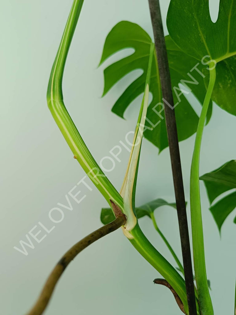 Monstera variegata albo