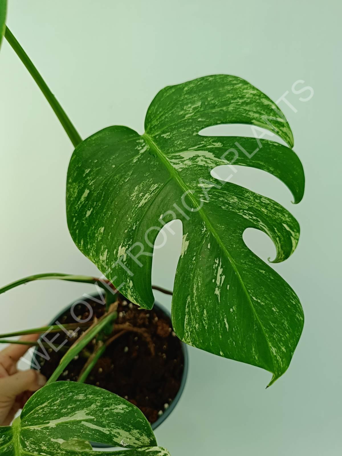 Monstera variegata albo