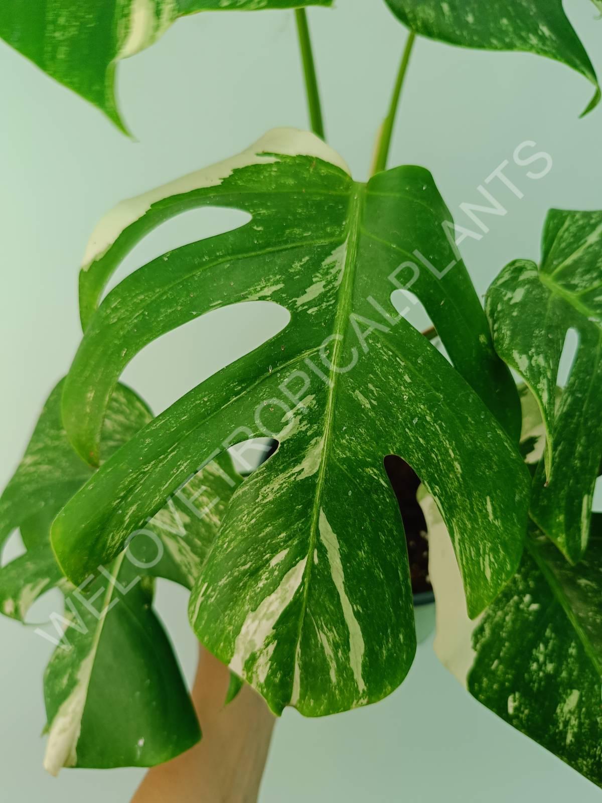 Monstera variegata albo