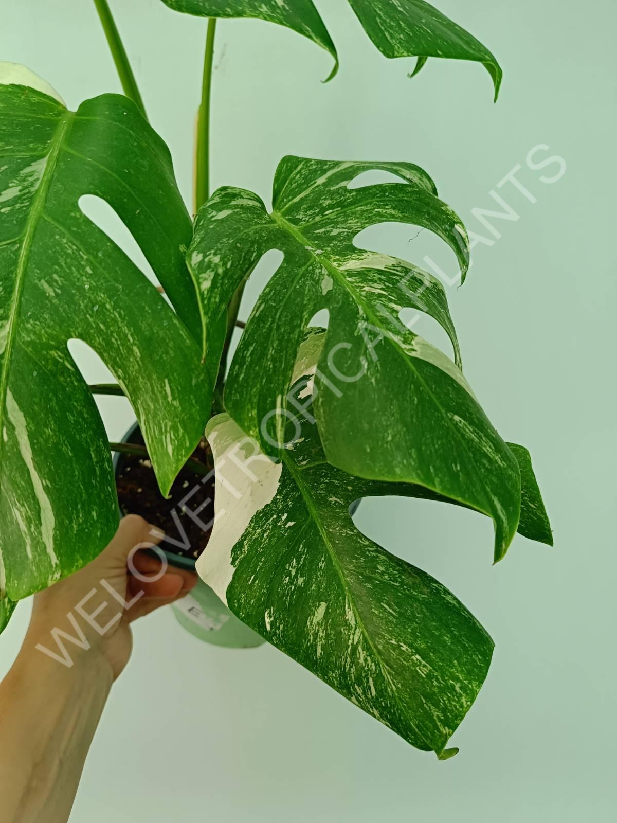 Monstera variegata albo