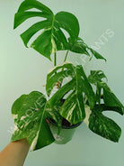 Monstera variegata albo