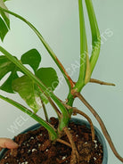 Monstera variegata albo