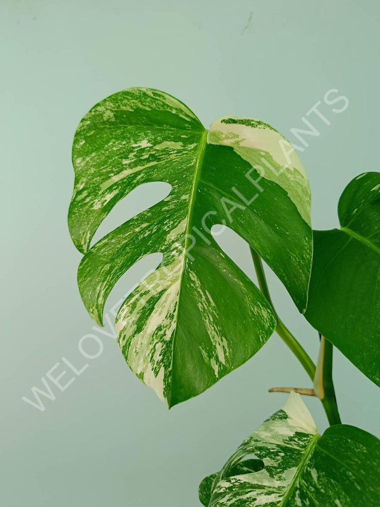 Monstera variegata albo