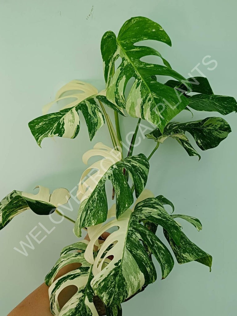 Monstera variegata albo