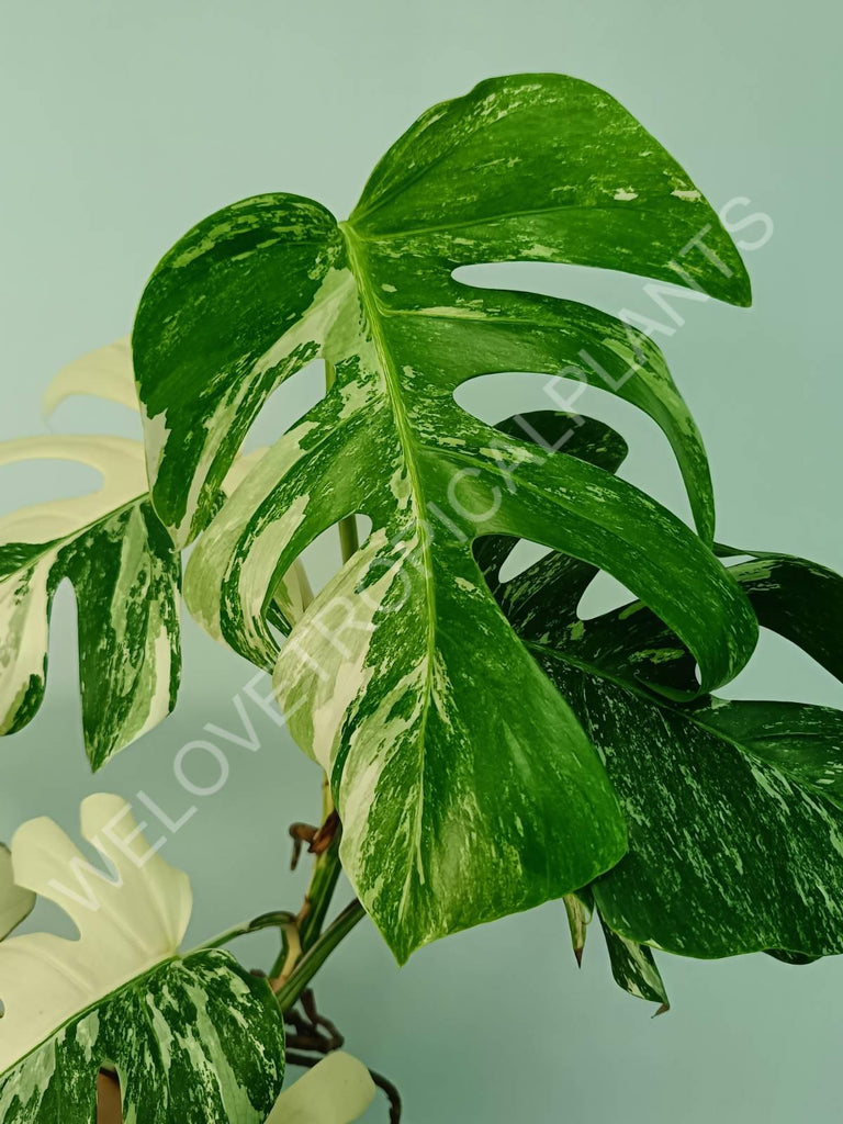 Monstera variegata albo