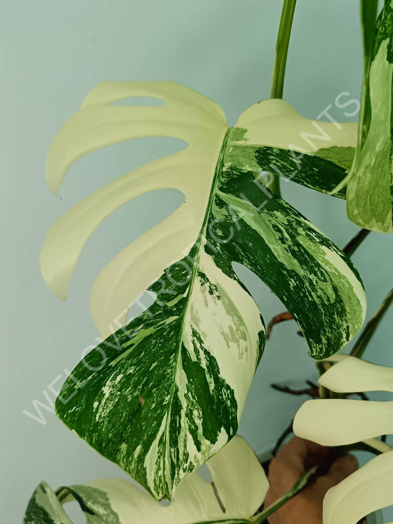 Monstera variegata albo