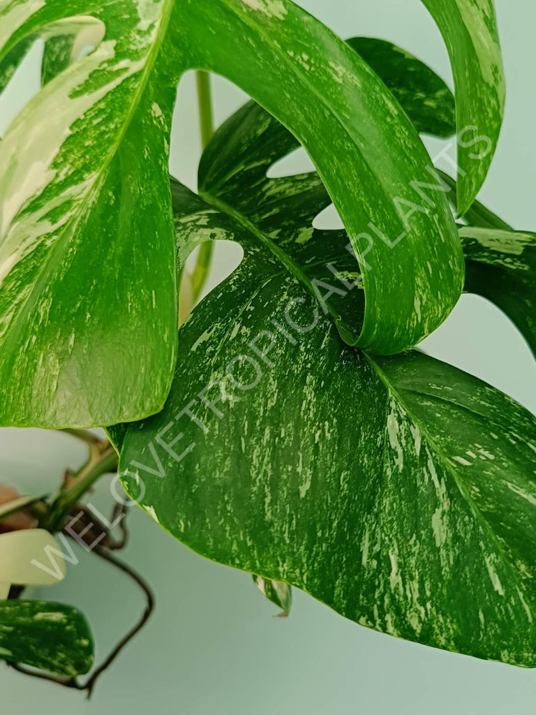 Monstera variegata albo