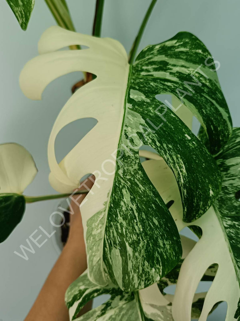 Monstera variegata albo