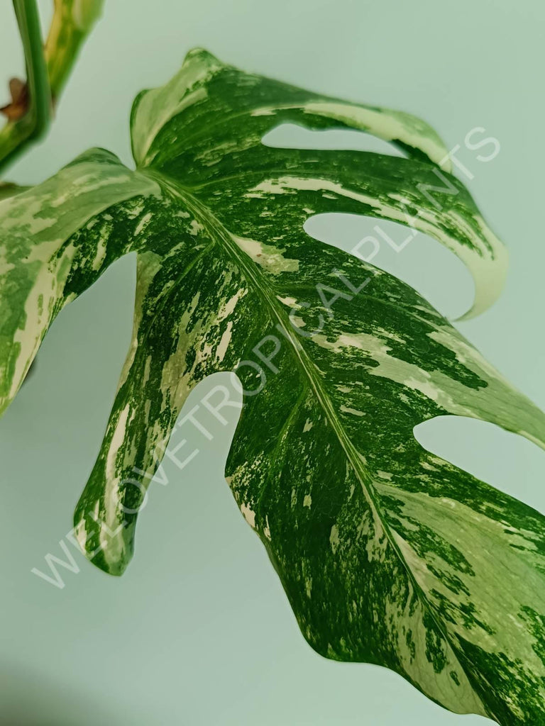 Monstera variegata albo