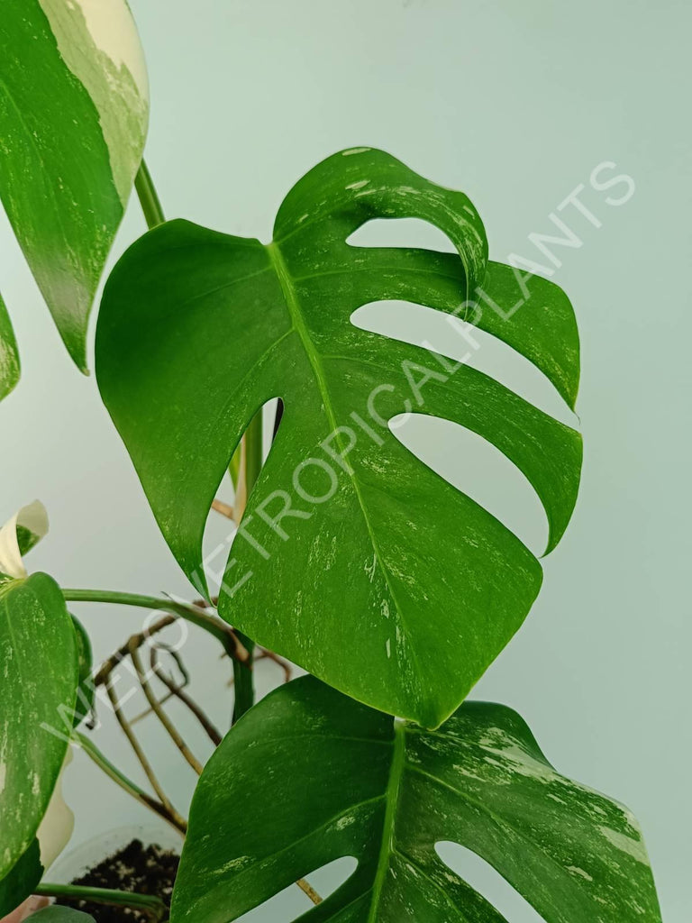 Monstera variegata albo