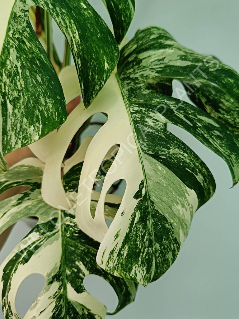 Monstera variegata albo