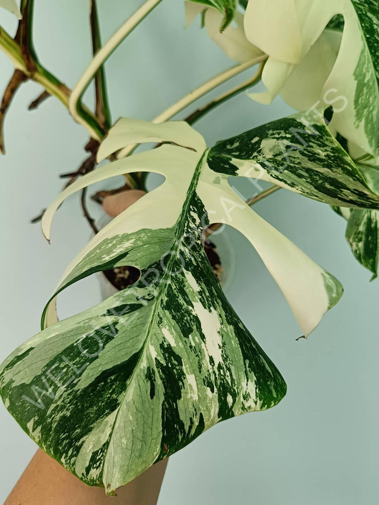 Monstera variegata albo