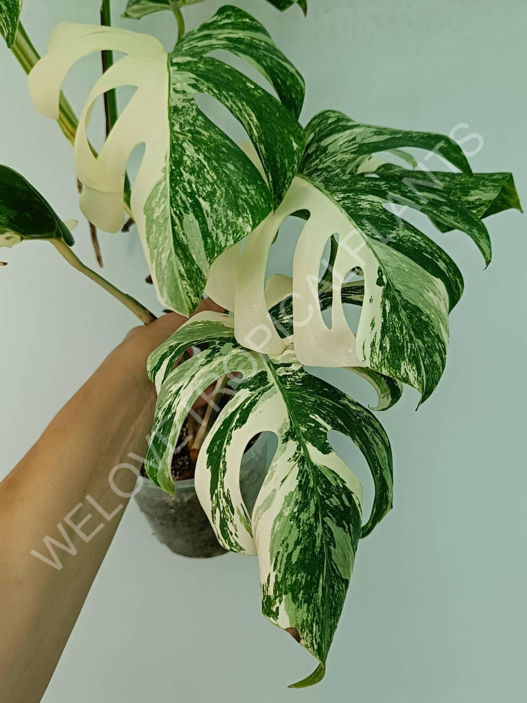 Monstera variegata albo