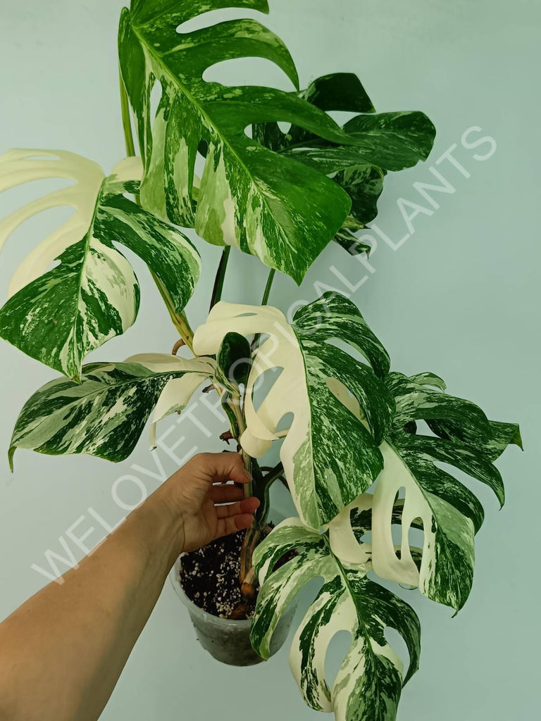 Monstera variegata albo