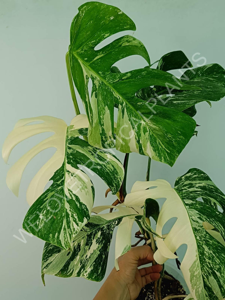 Monstera variegata albo