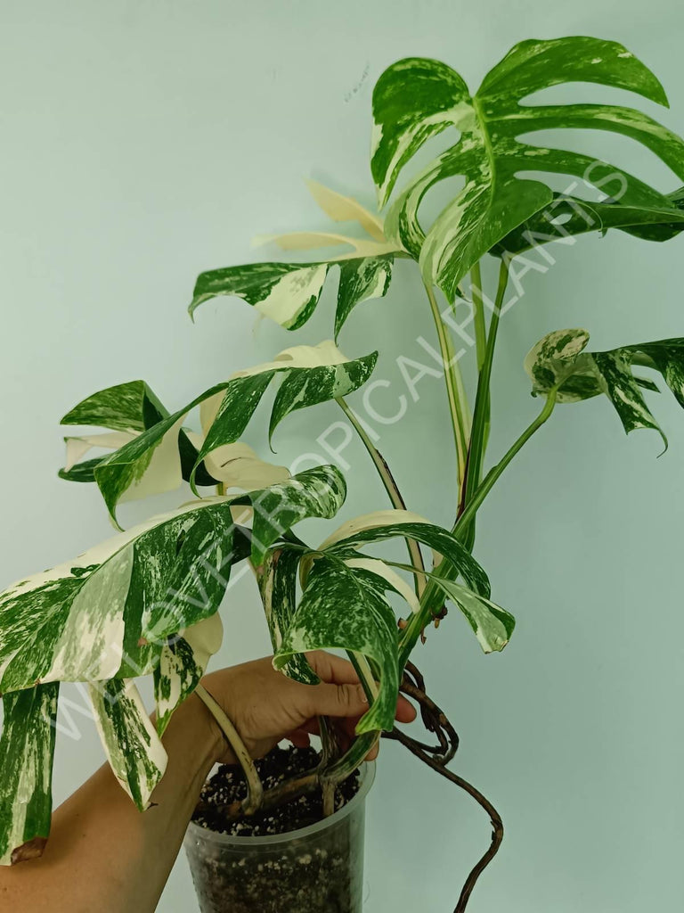 Monstera variegata albo