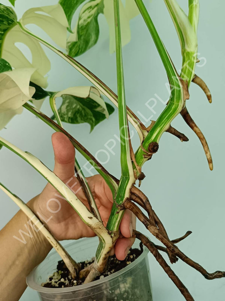 Monstera variegata albo